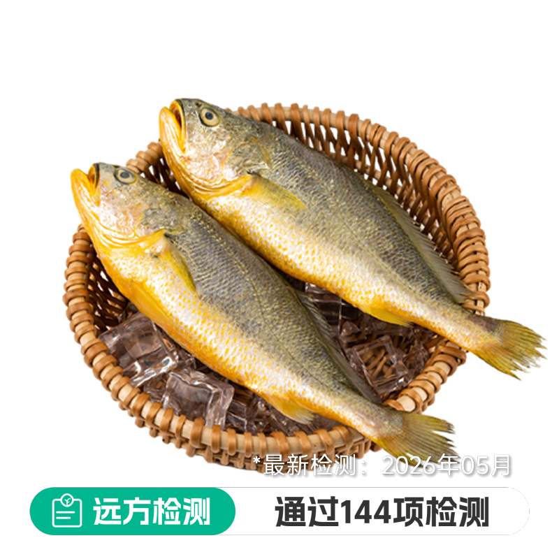 冰鲜大黄鱼